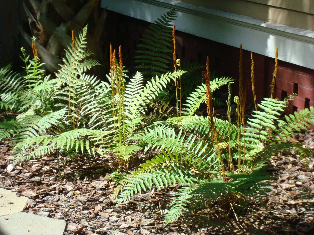 cinnamon-fern-with-fertile-fronds