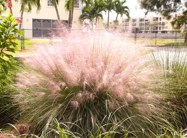 Muhly Grass in its spectacular fall bloom!