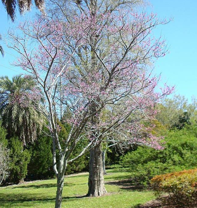 Planting Guide For The Redbud – Florida Native