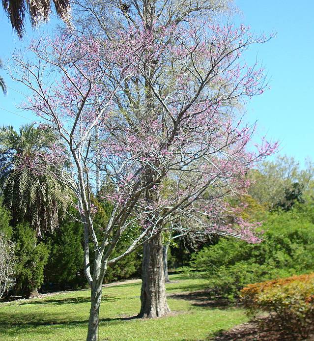 Redbud in a February bloom