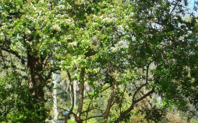 Planting Shade Trees To Cool Your Home And Save Energy