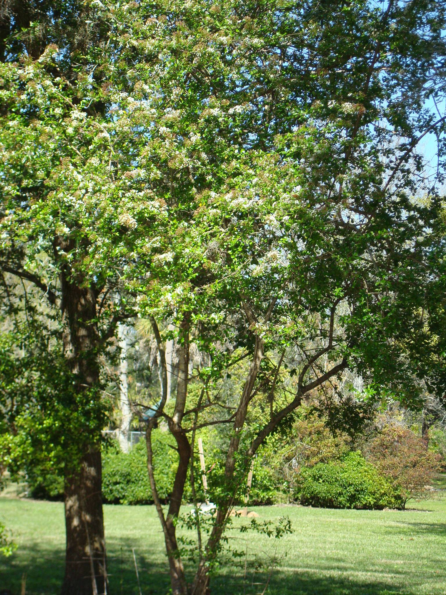 Walter's Viburnum Tree in overview