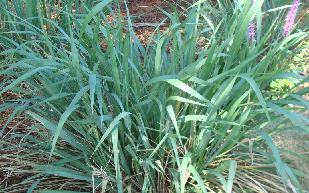 Planting Guide For Fakahatchee Grass – Florida Native