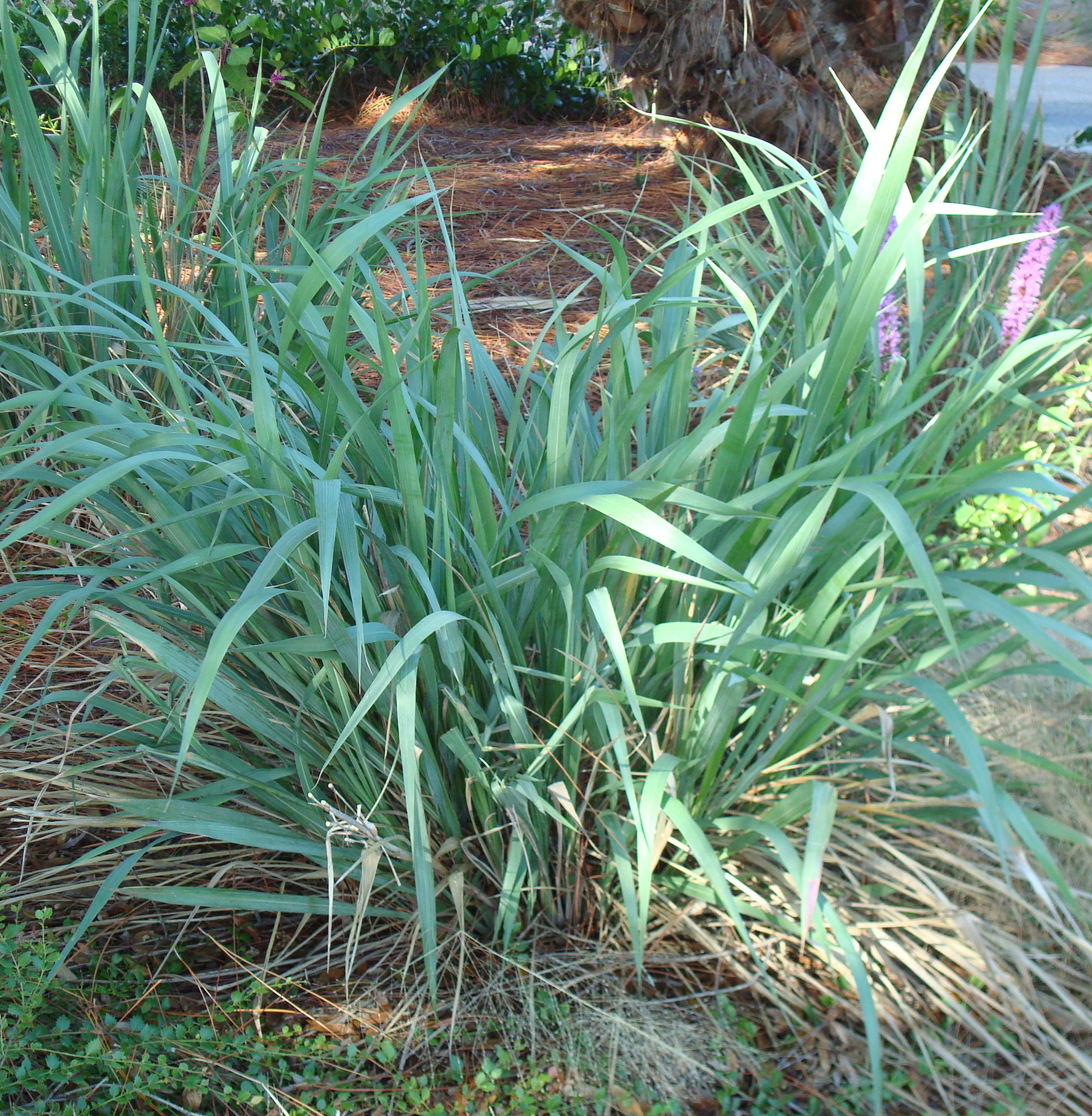 Blue Fakahatchee Grass with distinctively blue foliage