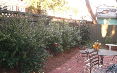Florida Native Garden: How to Reduce Water Use