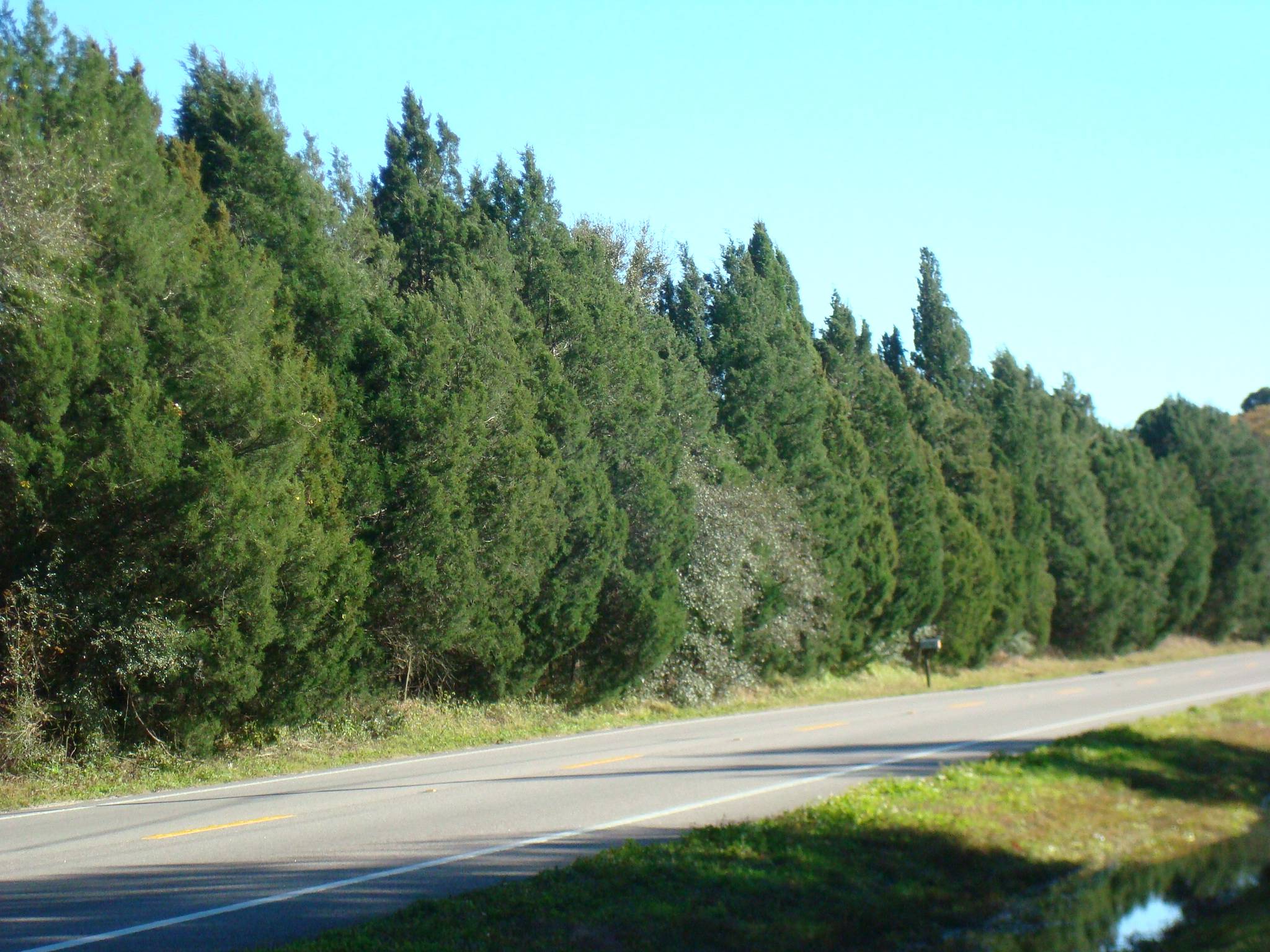 Southern Red Cedar as a screening line