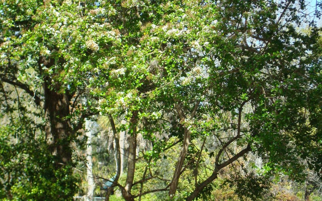 The Native Beauty- Walters Viburnum ‘Withlacoochee’