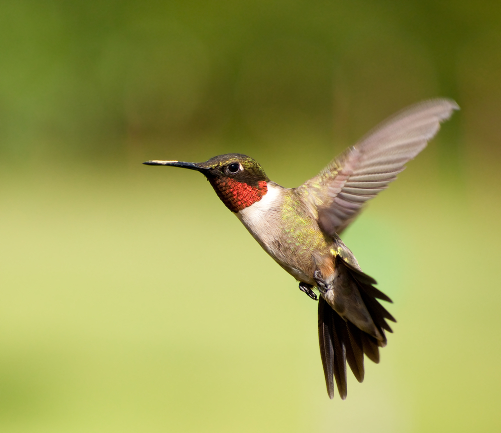 Ruby-throated Hummingbird male in flight