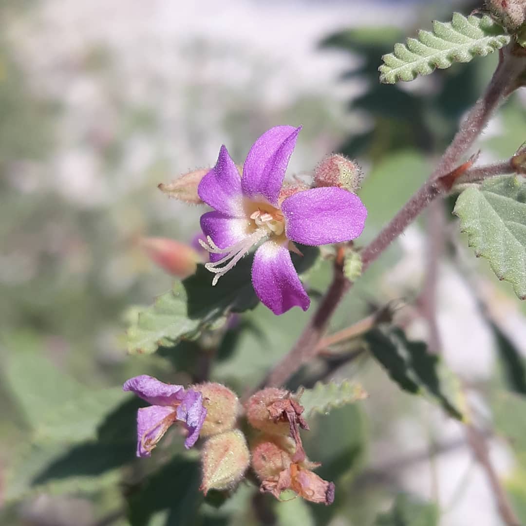 Grayleaf shrub blooming