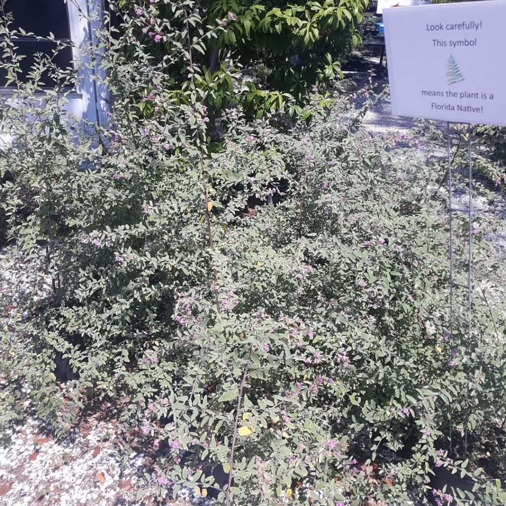 grayleaf shrubs at a distance