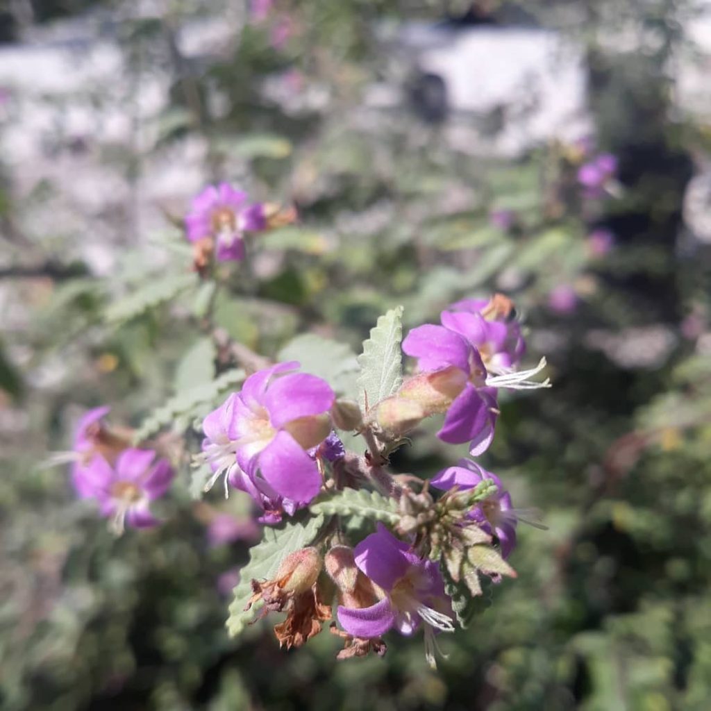 purple grayleaf shrubs close up