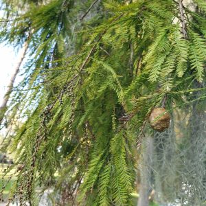 Bald Cypress