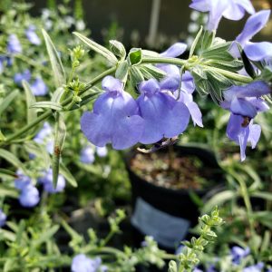 Azure Sage (S. azuria)