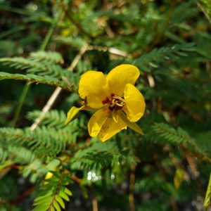 Partridge Pea