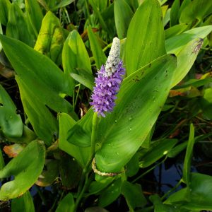 Pickerelweed