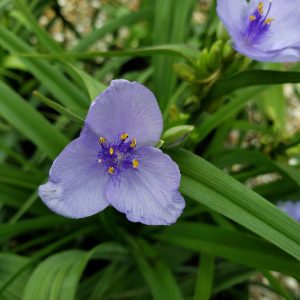 Spiderwort