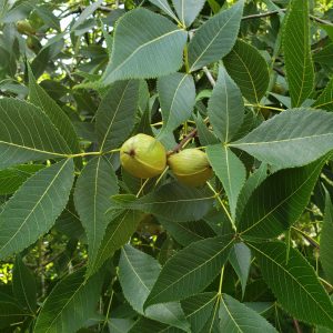 Pignut Hickory