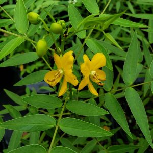 Privet Cassia