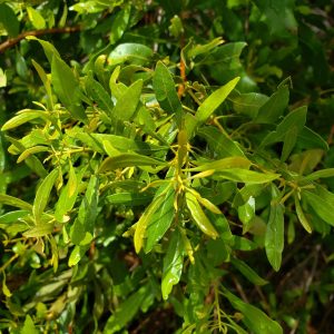 Wax Myrtle