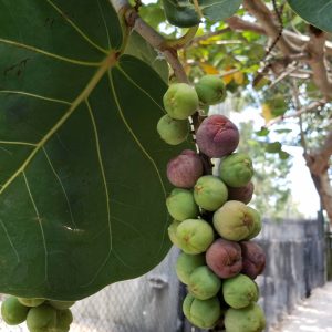 Sea Grape 