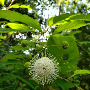 Buttonbush