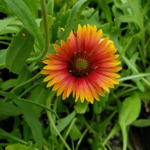 Blanket Flower