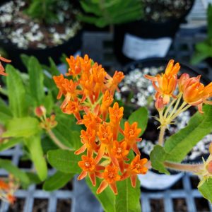 Butterfly Milkweed Tuberosa (Butterfly Weed)