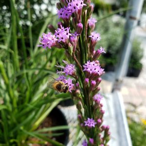 Blazing Star (Liatris spp)