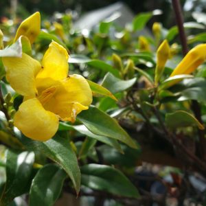 Carolina Jessamine