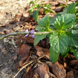 Trailing Porterweed