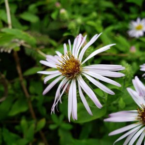 Climbing Aster