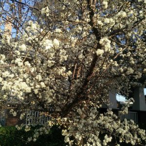 Flatwoods Plum
