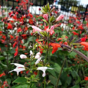 Tropical Sage