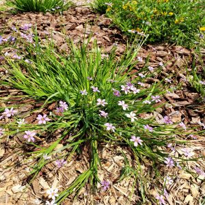 Blue Eyed Grass (Blue-eyed)