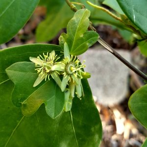 Corkystem Passionvine (P. suberosa)