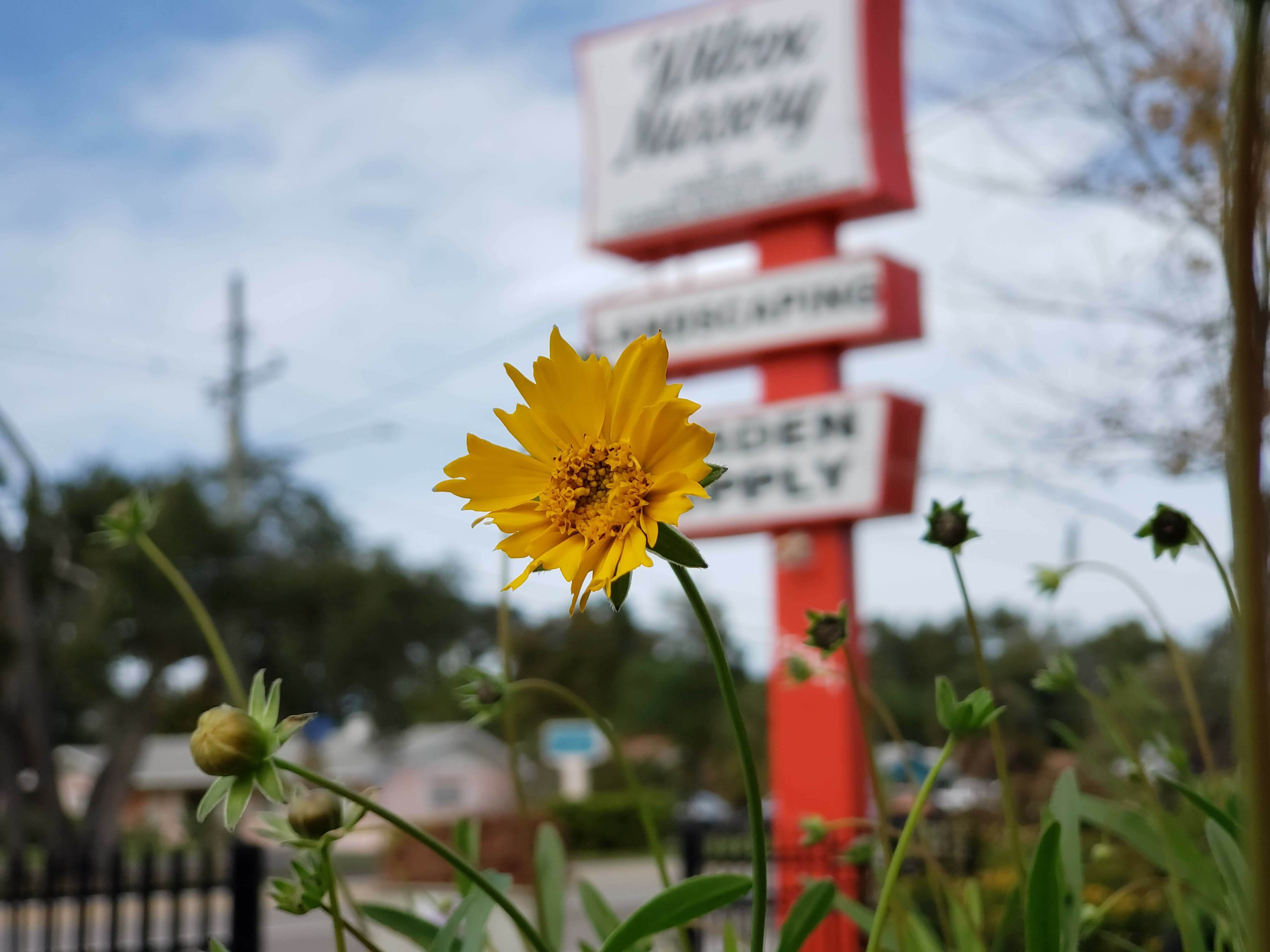 Native Plants