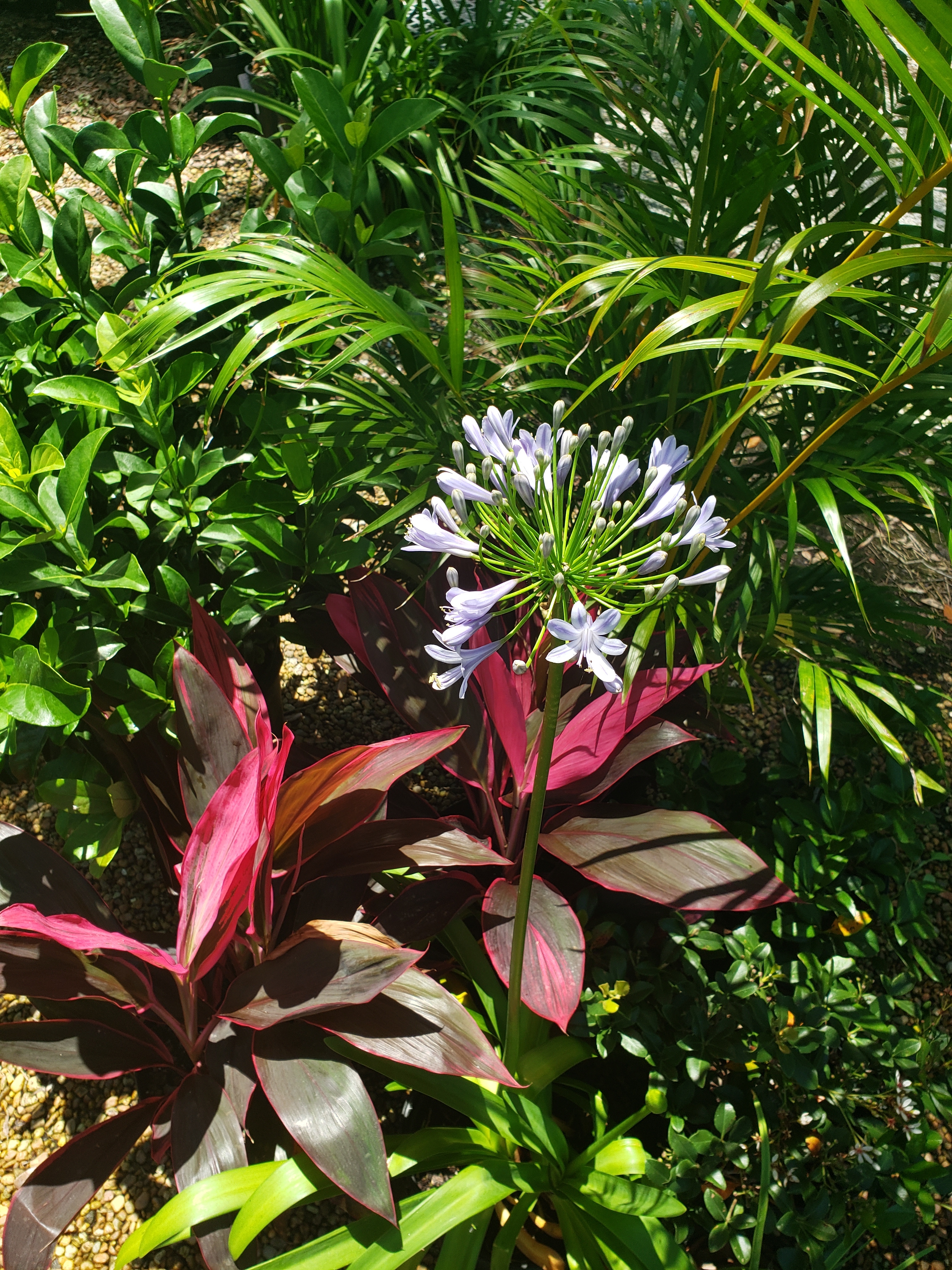 Non-native Plants