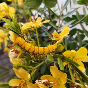 Bahama Cassia