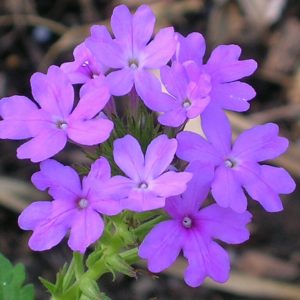 Beach Verbena