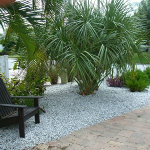 Cabbage Palm (Sabal Palm)