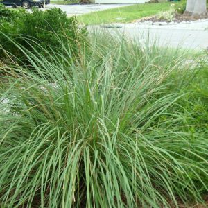 Dwarf Fakahatchee Grass
