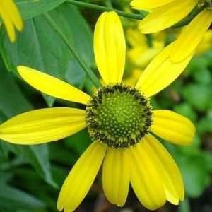 Cutleaf Coneflower