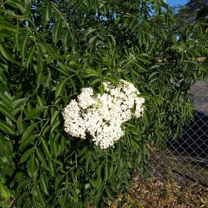 Elderberry