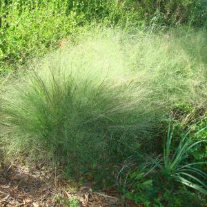 Elliott's Lovegrass