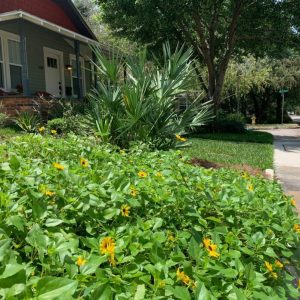 Dune Sunflower