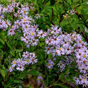 Elliott's Aster