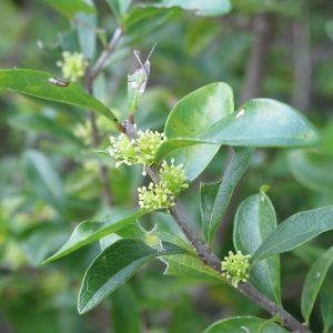Florida Privet