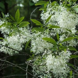 Fringe Tree