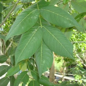 Jamaican Dogwood