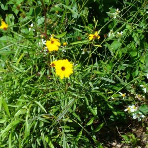 Leavenworth's Tickseed